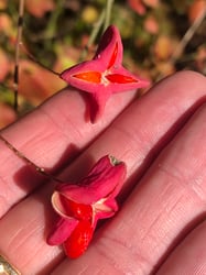 Photo 4 of Euonymus atropurpurea