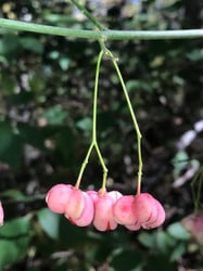 Photo 6 of Euonymus atropurpurea