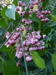 Photo 8 of Euonymus atropurpurea