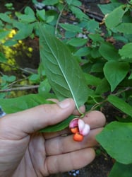 Photo 7 of Euonymus occidentalis