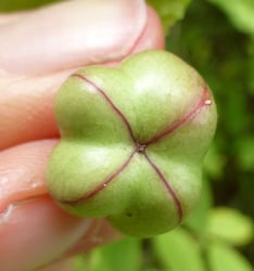 Photo 6 of Euonymus occidentalis