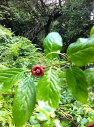 Photo 8 of Euonymus occidentalis