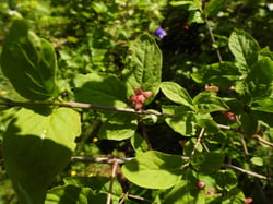 Photo 9 of Euonymus occidentalis