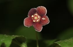 Photo 3 of Euonymus occidentalis