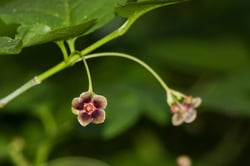 Photo 2 of Euonymus occidentalis