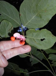 Photo 5 of Euonymus occidentalis