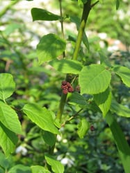Photo 4 of Euonymus occidentalis