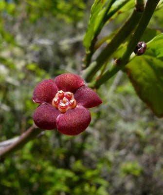 Photo 1 of Euonymus occidentalis