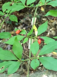 Photo 3 of Euonymus spp.