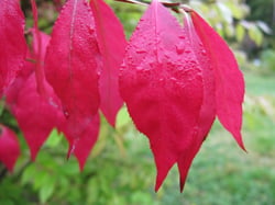 Photo 7 of Euonymus spp.