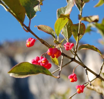Photo 1 of Euonymus spp.