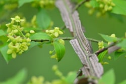 Photo 5 of Euonymus spp.