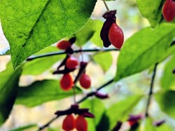 Photo 4 of Euonymus spp.