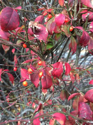 Photo 8 of Euonymus spp.