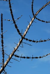 Photo 6 of Euonymus spp.