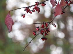 Photo 9 of Euonymus spp.