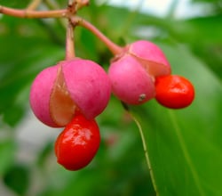 Photo 2 of Euonymus spp.