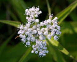 Photo 9 of Ageratina altissima