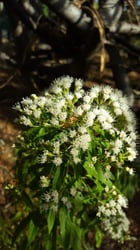 Photo 13 of Ageratina altissima