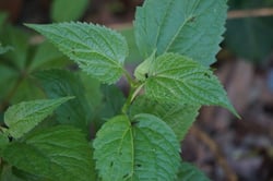 Photo 12 of Ageratina altissima