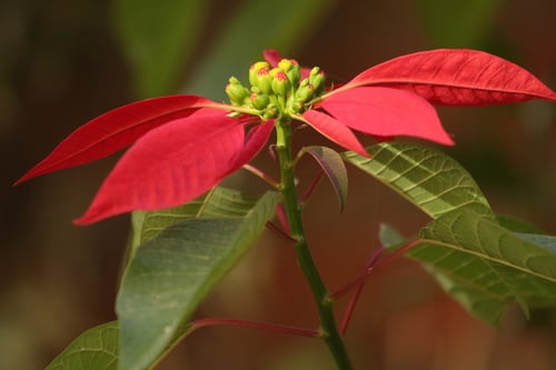 Photo 1 of Euphorbia pulcherrima