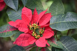 Photo 2 of Euphorbia pulcherrima