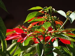 Photo 3 of Euphorbia pulcherrima