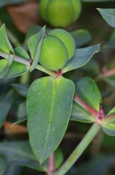 Photo 7 of Euphorbia spp.