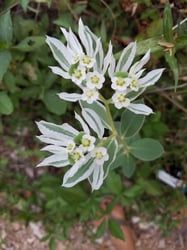 Photo 9 of Euphorbia spp.