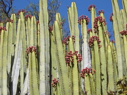 Photo 2 of Euphorbia spp.