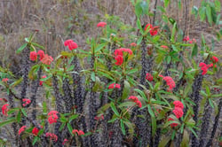 Photo 8 of Euphorbia spp.