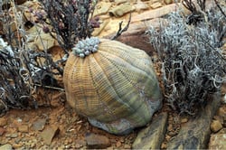 Photo 5 of Euphorbia spp.