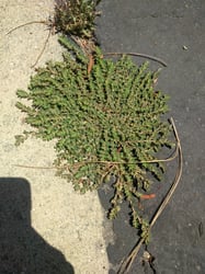 Photo 3 of Euphorbia spp.