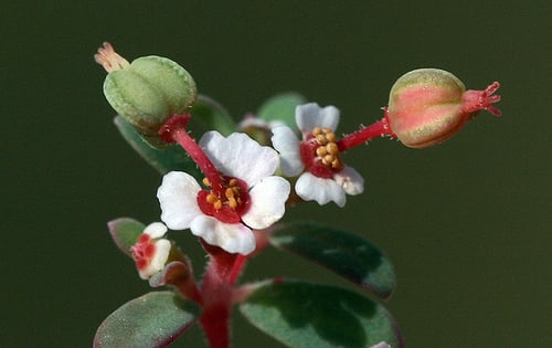 Photo 1 of Euphorbia spp.
