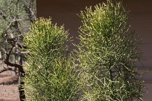 Photo 1 of Euphorbia tirucalli