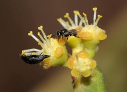 Photo 3 of Euphorbia tirucalli