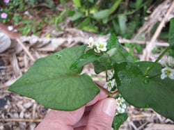 Photo 5 of Fagopyrum spp.