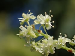 Photo 8 of Fagopyrum spp.