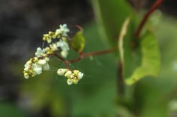 Photo 6 of Fagopyrum spp.