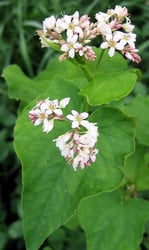 Photo 4 of Fagopyrum spp.