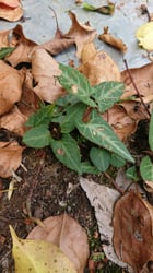 Photo 9 of Fagopyrum spp.
