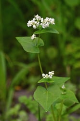 Photo 7 of Fagopyrum spp.
