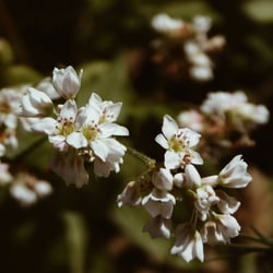 Photo 2 of Fagopyrum spp.