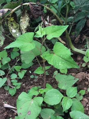 Photo 1 of Fagopyrum spp.