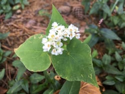 Photo 3 of Fagopyrum spp.