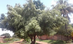 Photo 9 of Ficus benjamina