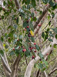 Photo 4 of Ficus benjamina
