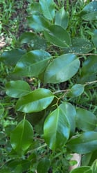 Photo 7 of Ficus benjamina