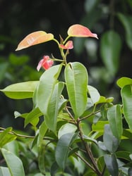 Photo 2 of Ficus benjamina