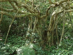 Photo 8 of Ficus benjamina